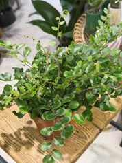 Button Fern | Pellaea rotundifolia, a compact fern with round leathery leaflets