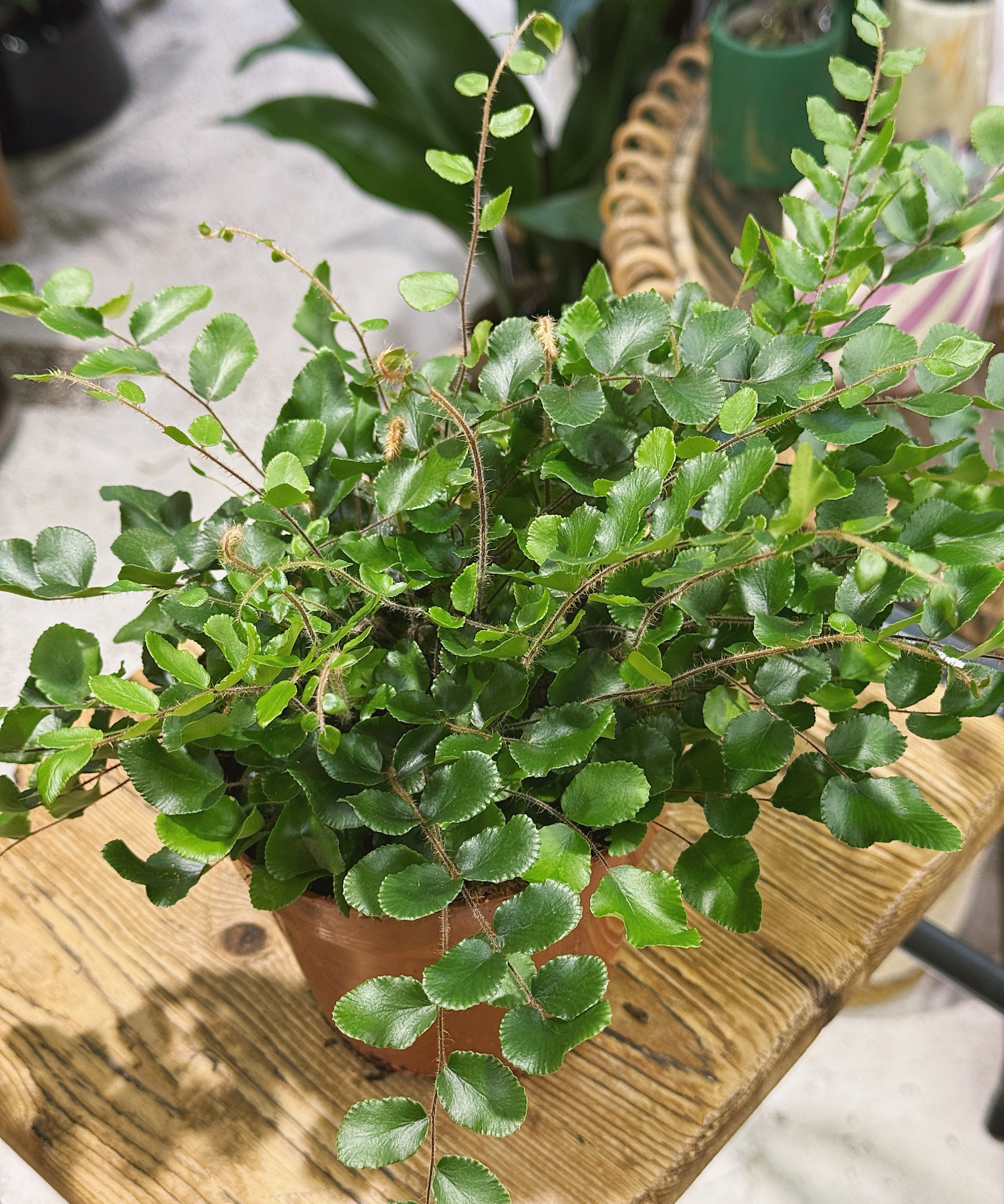 Pellaearotundifolia1.jpg