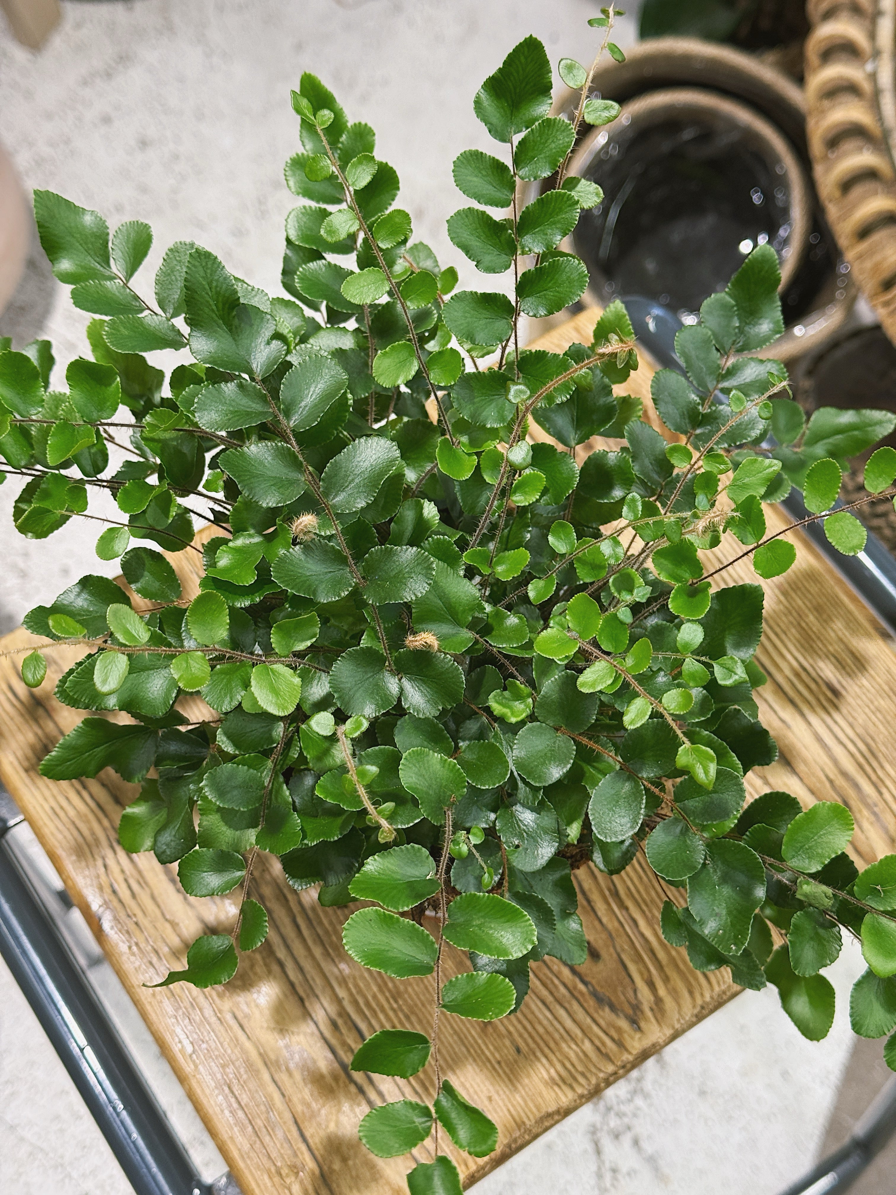 Button Fern | Pellaea rotundifolia, a compact fern with round leathery leaflets