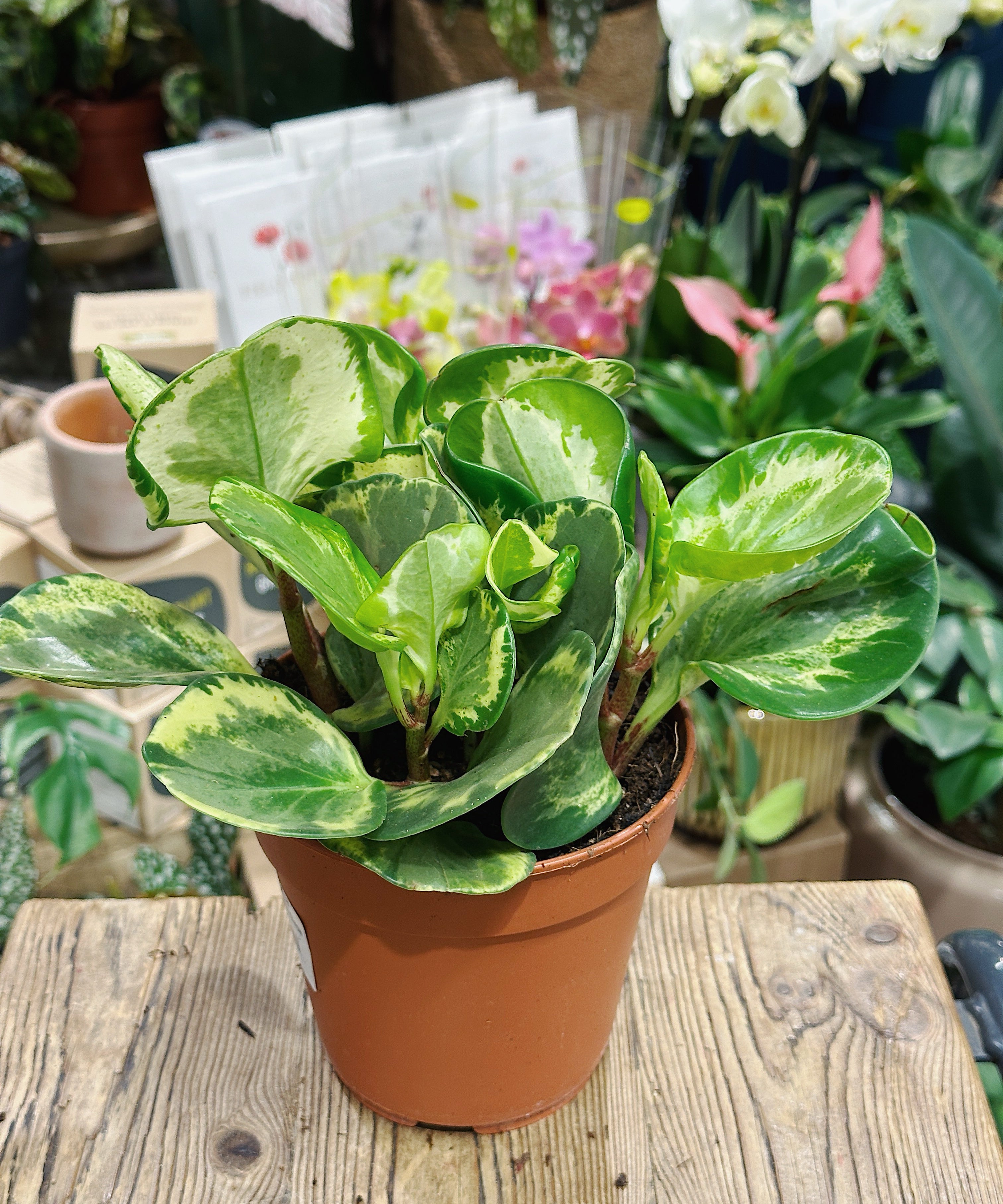 Peperomia-golden-gate1.jpg