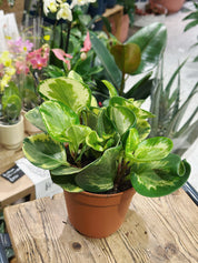 Peperomia obtusifolia 'Golden Gate'