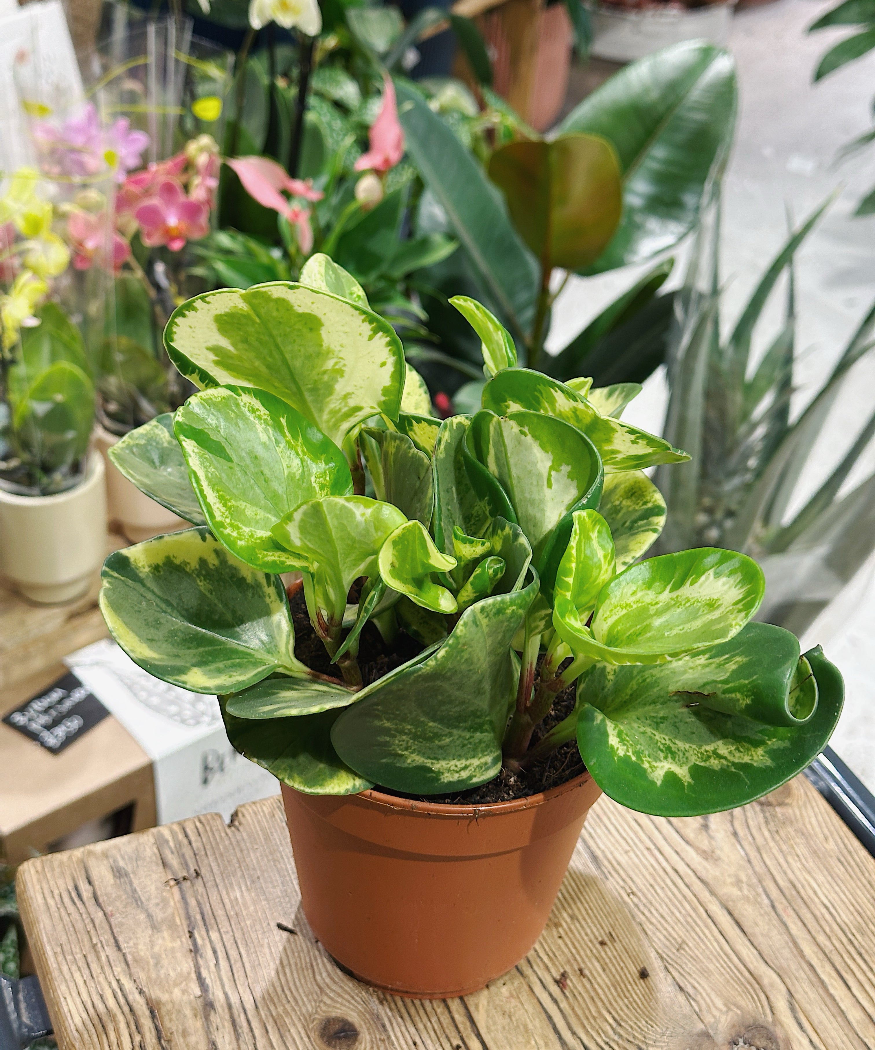 Peperomia-golden-gate12.jpg