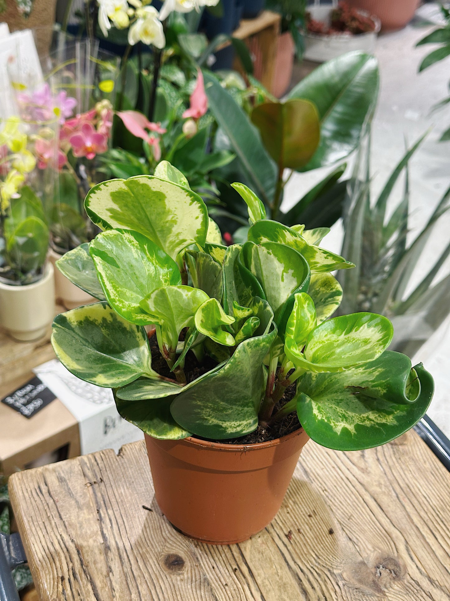 Peperomia obtusifolia 'Golden Gate'