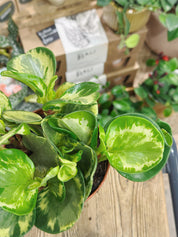 Peperomia obtusifolia 'Golden Gate'