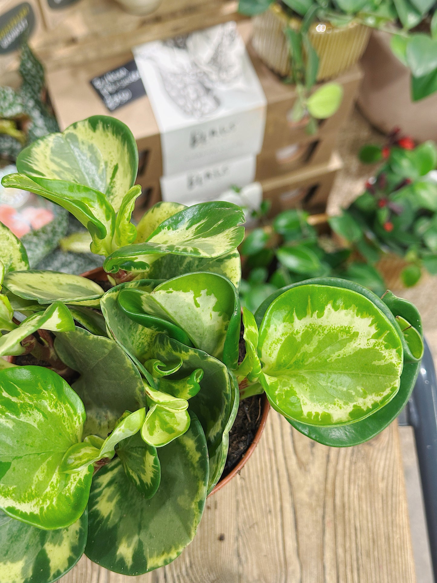 Peperomia obtusifolia 'Golden Gate'
