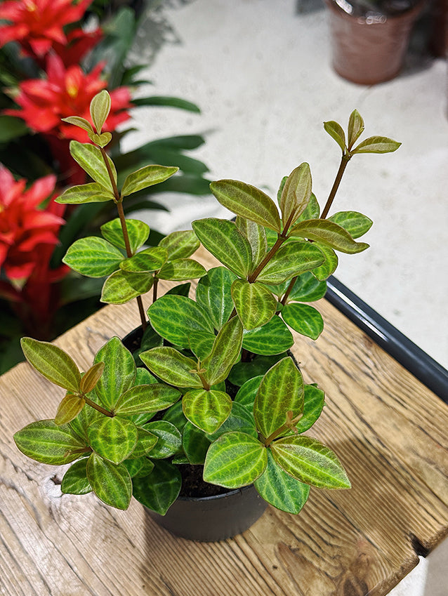 Peperomia angulata 'Rocca Vivace'