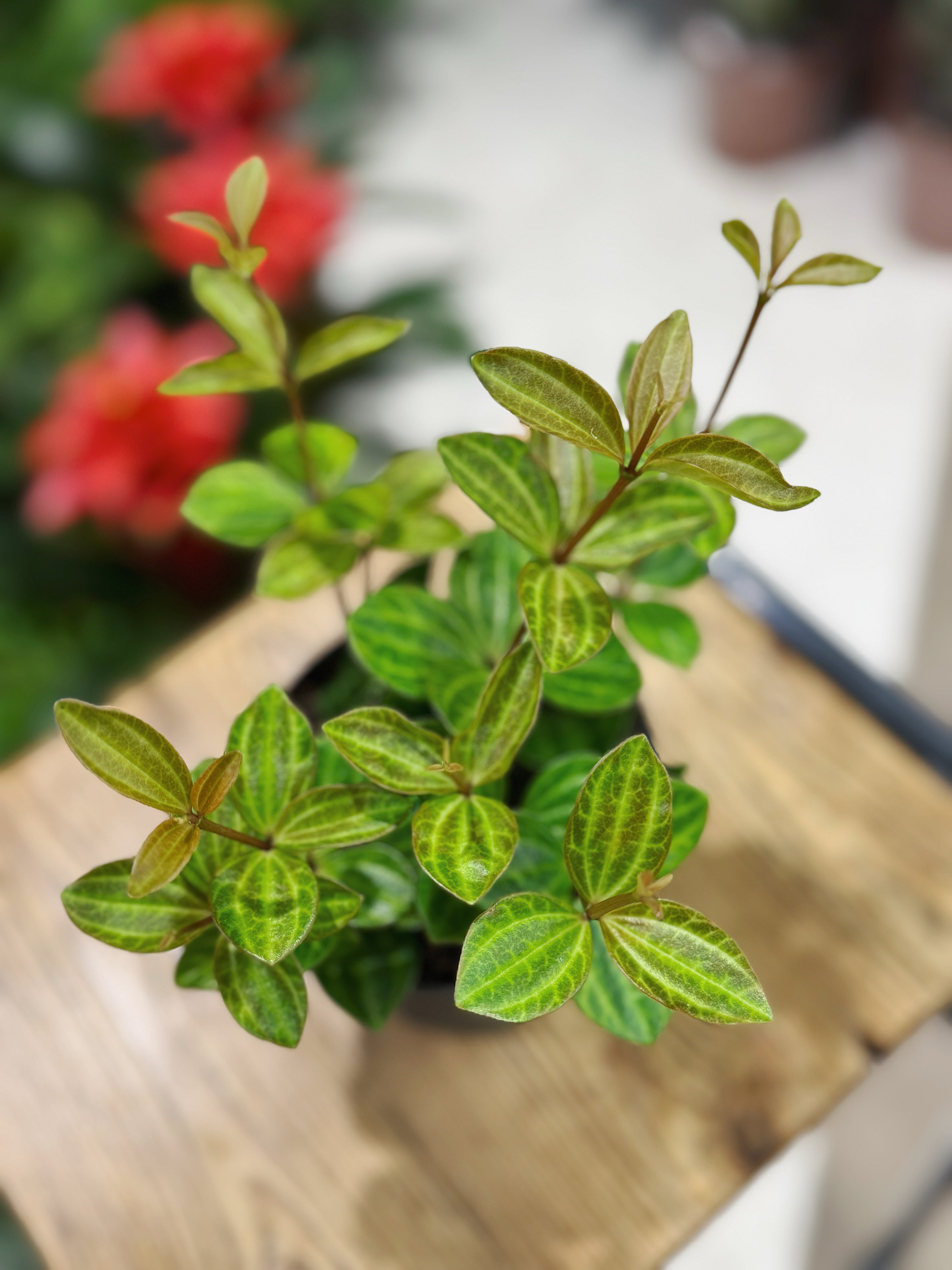 Peperomia angulata 'Rocca Vivace'