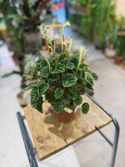 Peperomia Lilian | Peperomia caperata 'Lilian', ripple leaf houseplant