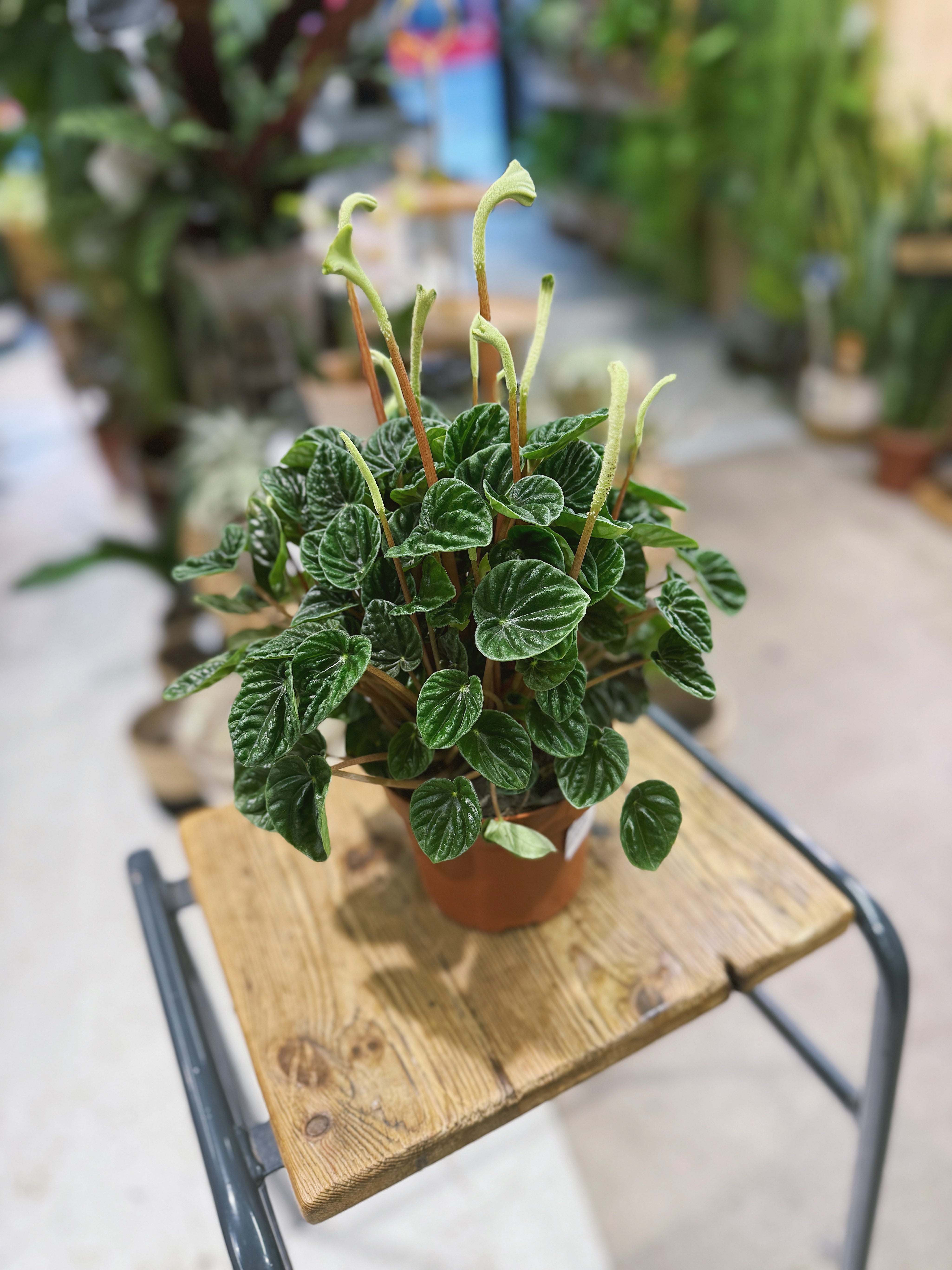 Peperomia Lilian | Peperomia caperata 'Lilian', ripple leaf houseplant