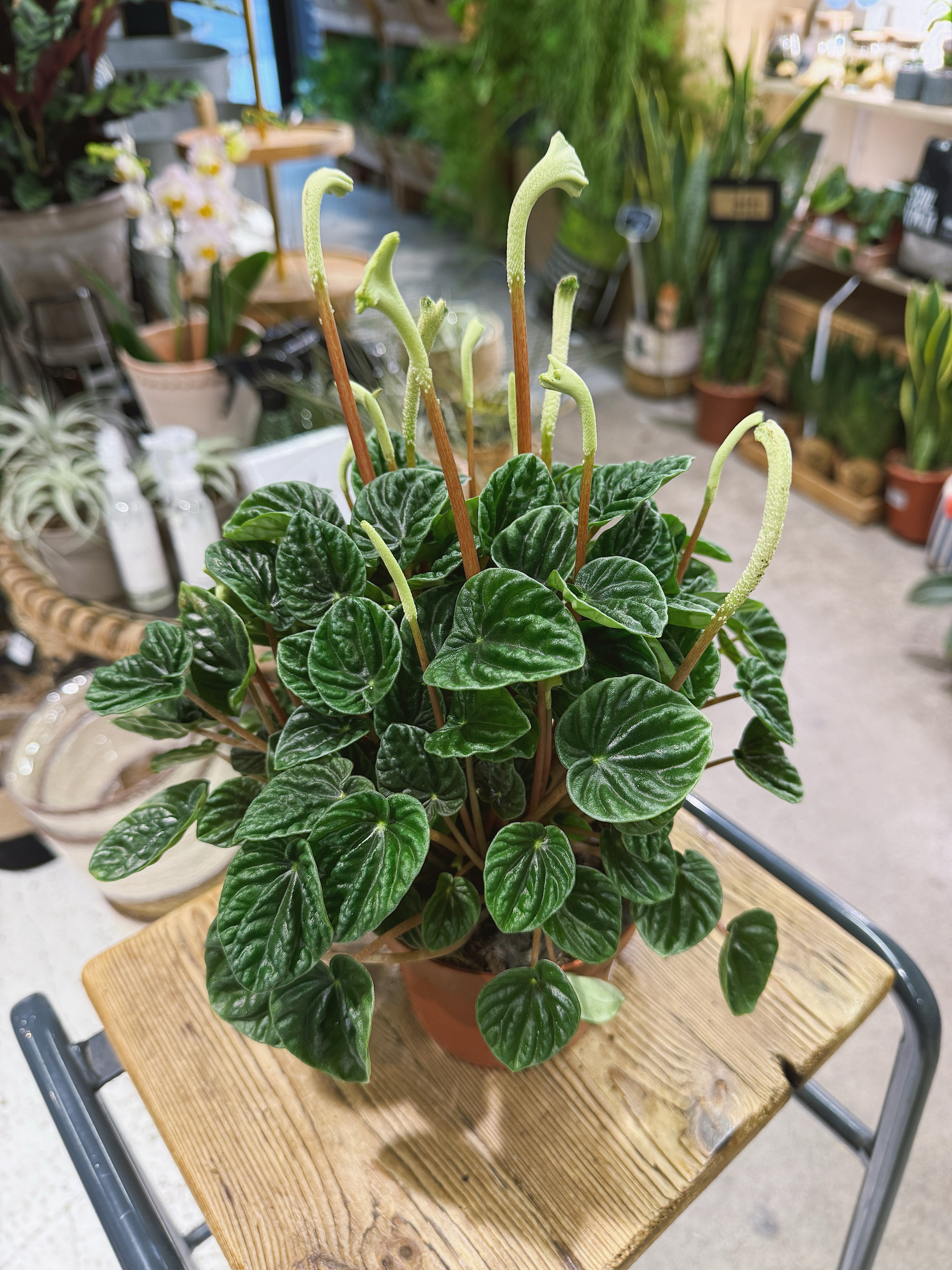 Peperomia Lilian | Peperomia caperata 'Lilian', ripple leaf houseplant