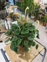 Peperomia Lilian | Peperomia caperata 'Lilian', ripple leaf houseplant
