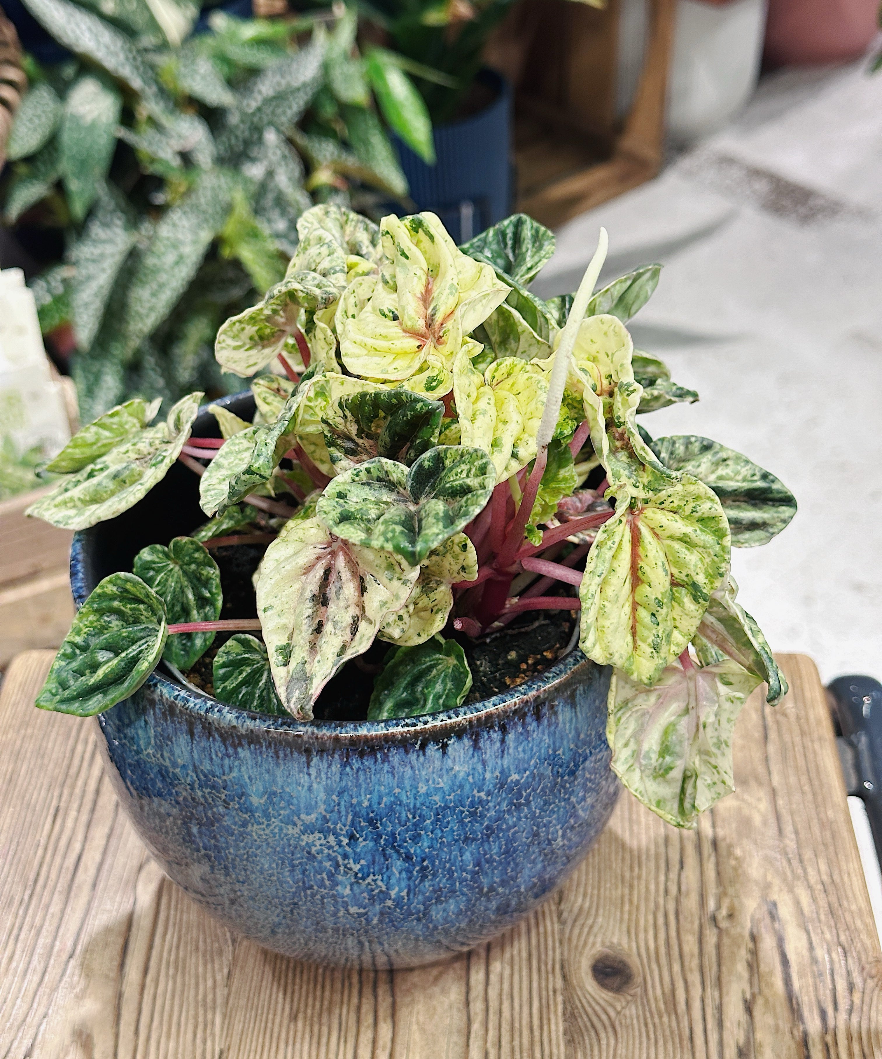 Peperomia_beun1.jpg