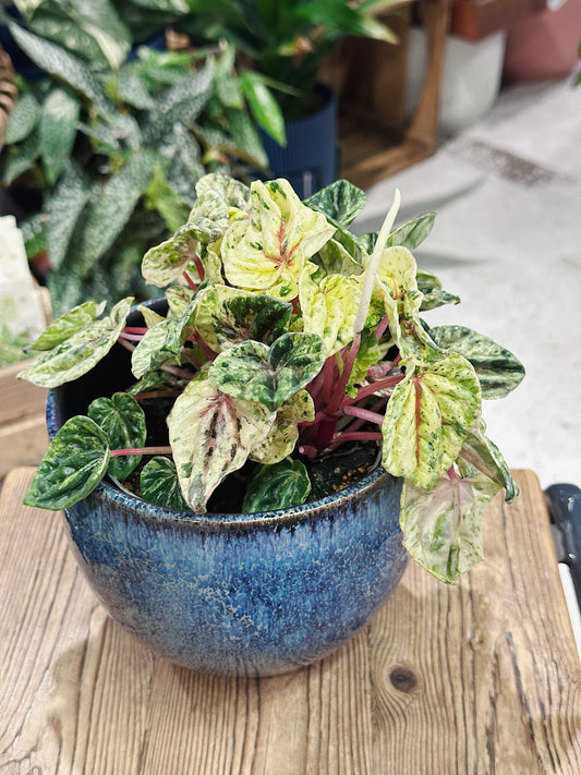 Peperomia caperata Buenos Aires