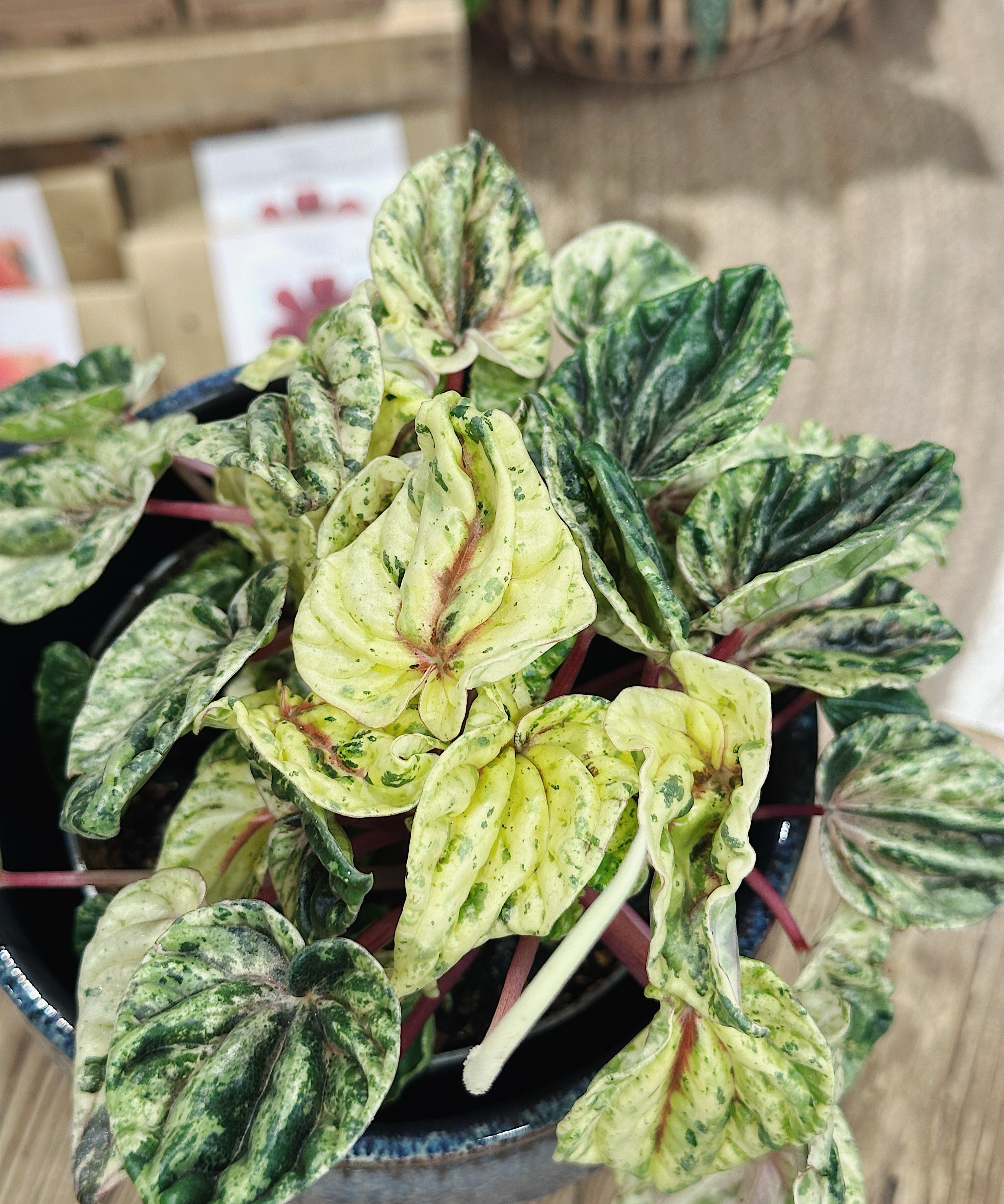 Peperomia_beun2.jpg