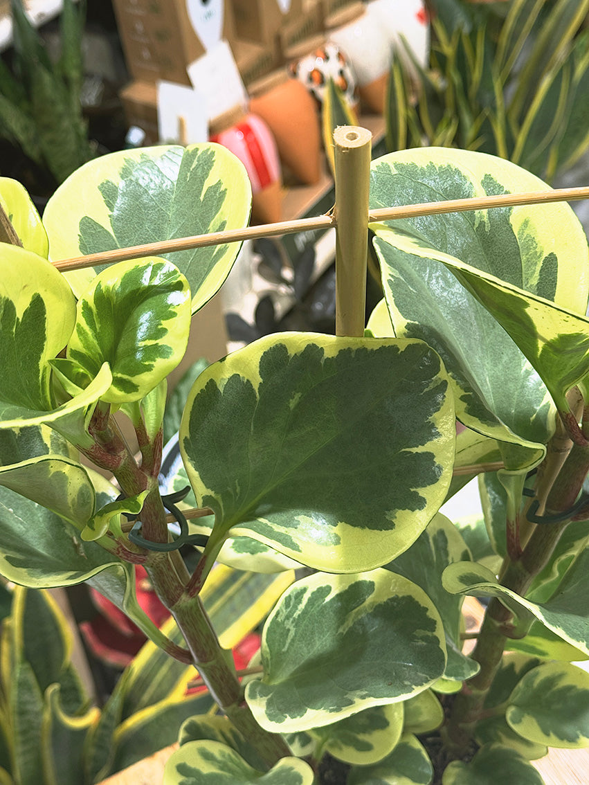 Variegated Baby Rubber Plant | Peperomia obtusifolia 'Obtipan Bicolor', cream and pink edged leaves