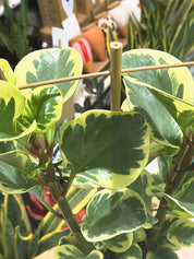 Variegated Baby Rubber Plant | Peperomia obtusifolia 'Obtipan Bicolor', cream and pink edged leaves