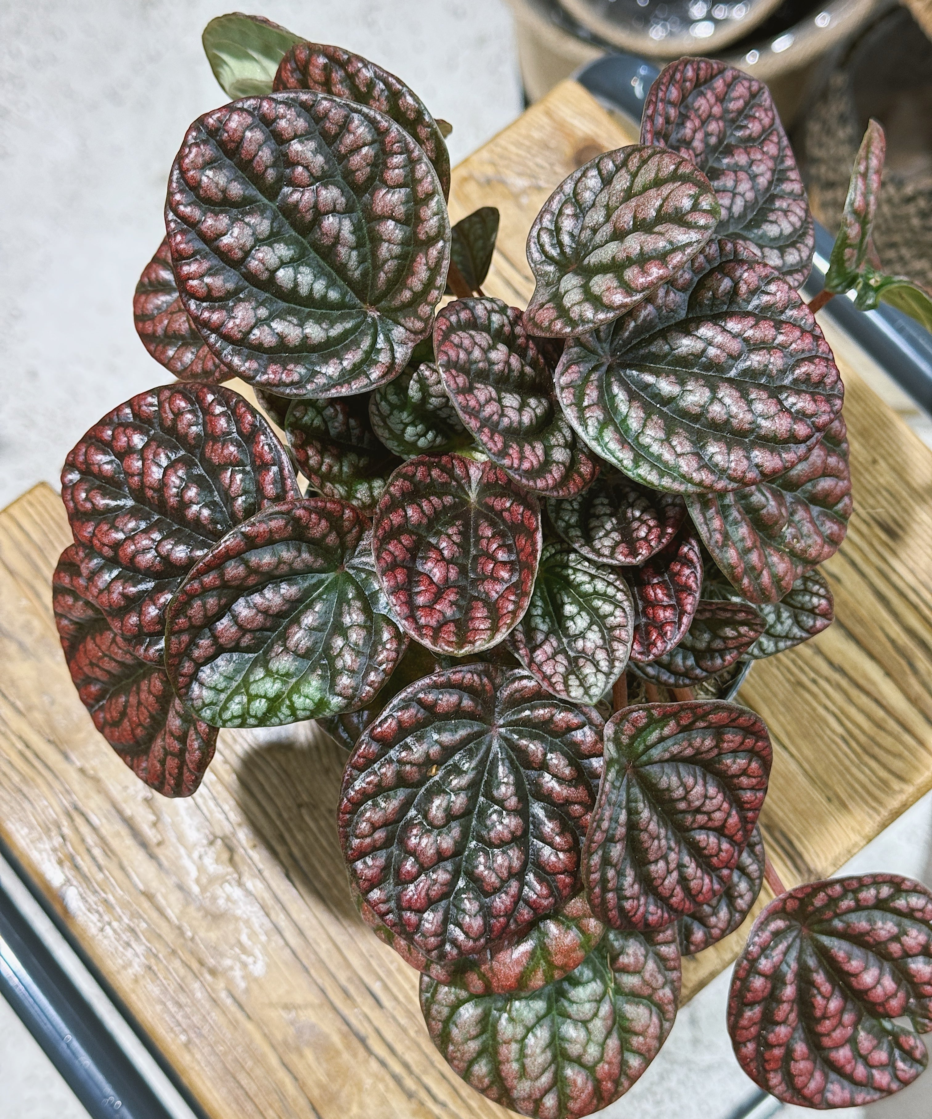 Peperomiacaperata.jpg