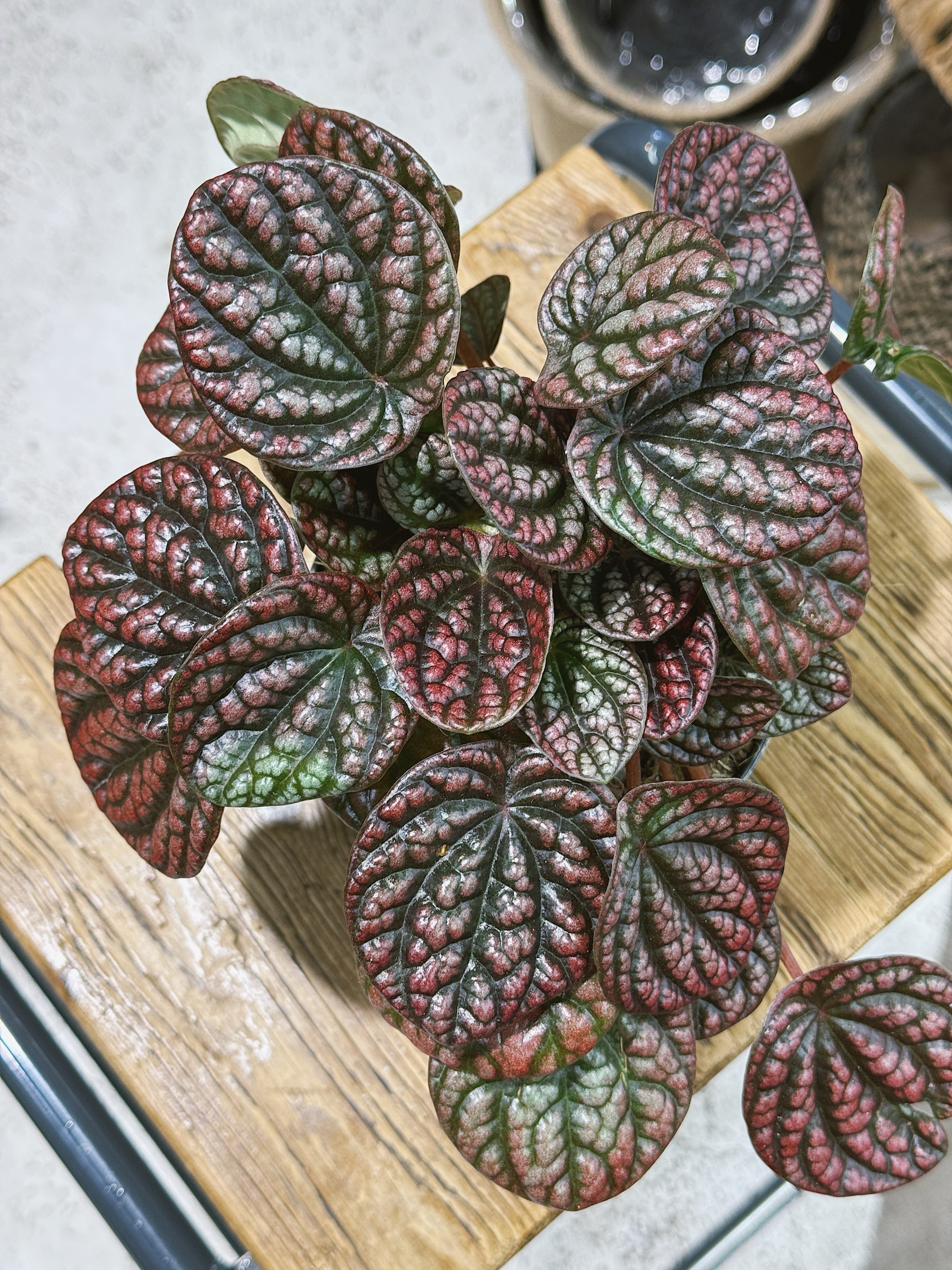 Peperomia 'Lucinda' | Peperomia caperata, a compact ripple plant with blushed silvery leaves