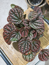 Peperomia 'Lucinda' | Peperomia caperata, a compact ripple plant with blushed silvery leaves
