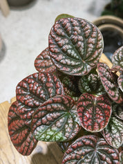 Peperomia 'Lucinda' | Peperomia caperata, a compact ripple plant with blushed silvery leaves