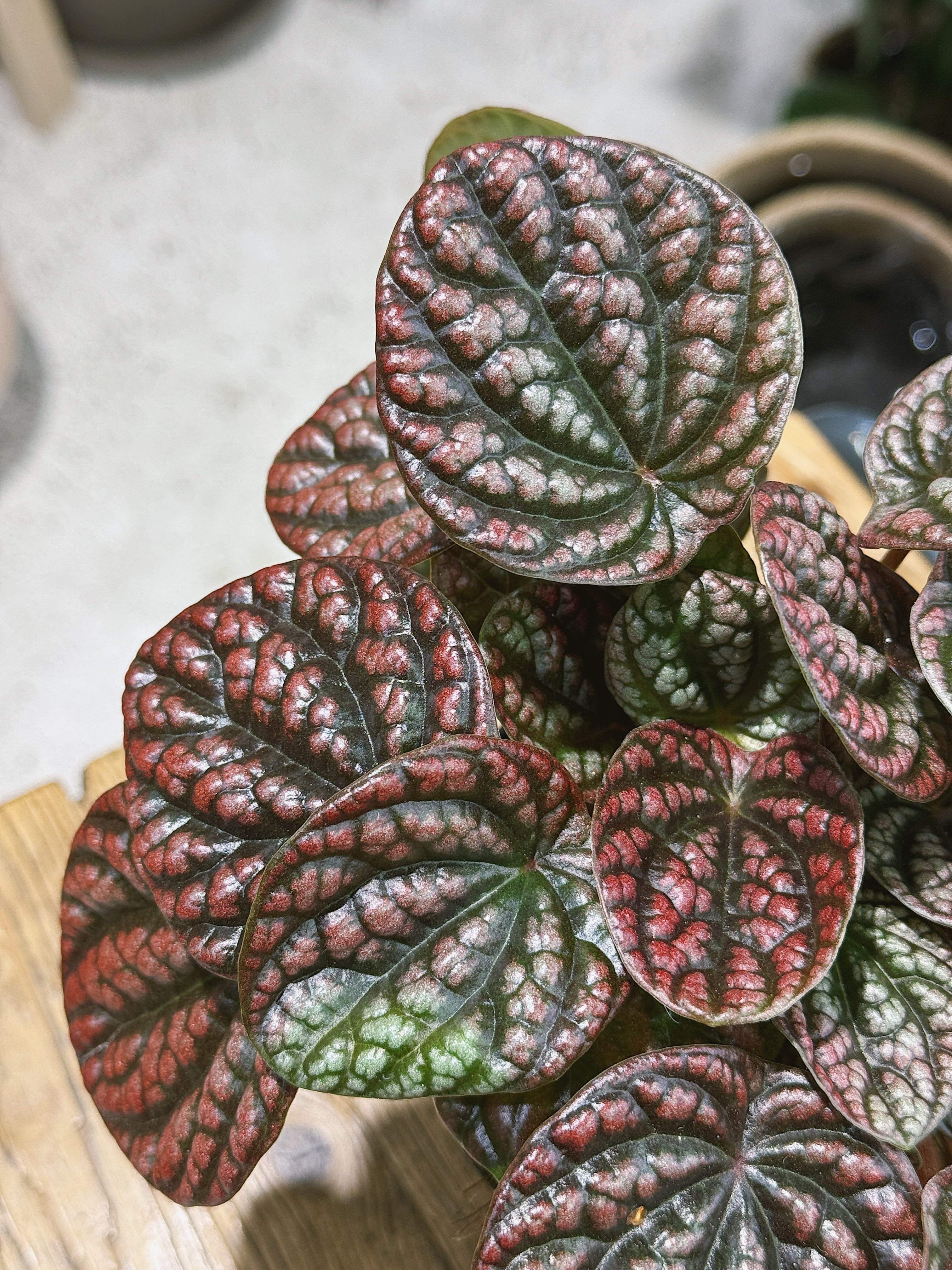 Peperomia 'Lucinda' | Peperomia caperata, a compact ripple plant with blushed silvery leaves