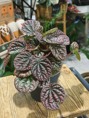 Peperomia 'Lucinda' | Peperomia caperata, a compact ripple plant with blushed silvery leaves
