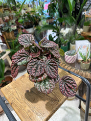 Peperomia 'Lucinda' | Peperomia caperata, a compact ripple plant with blushed silvery leaves