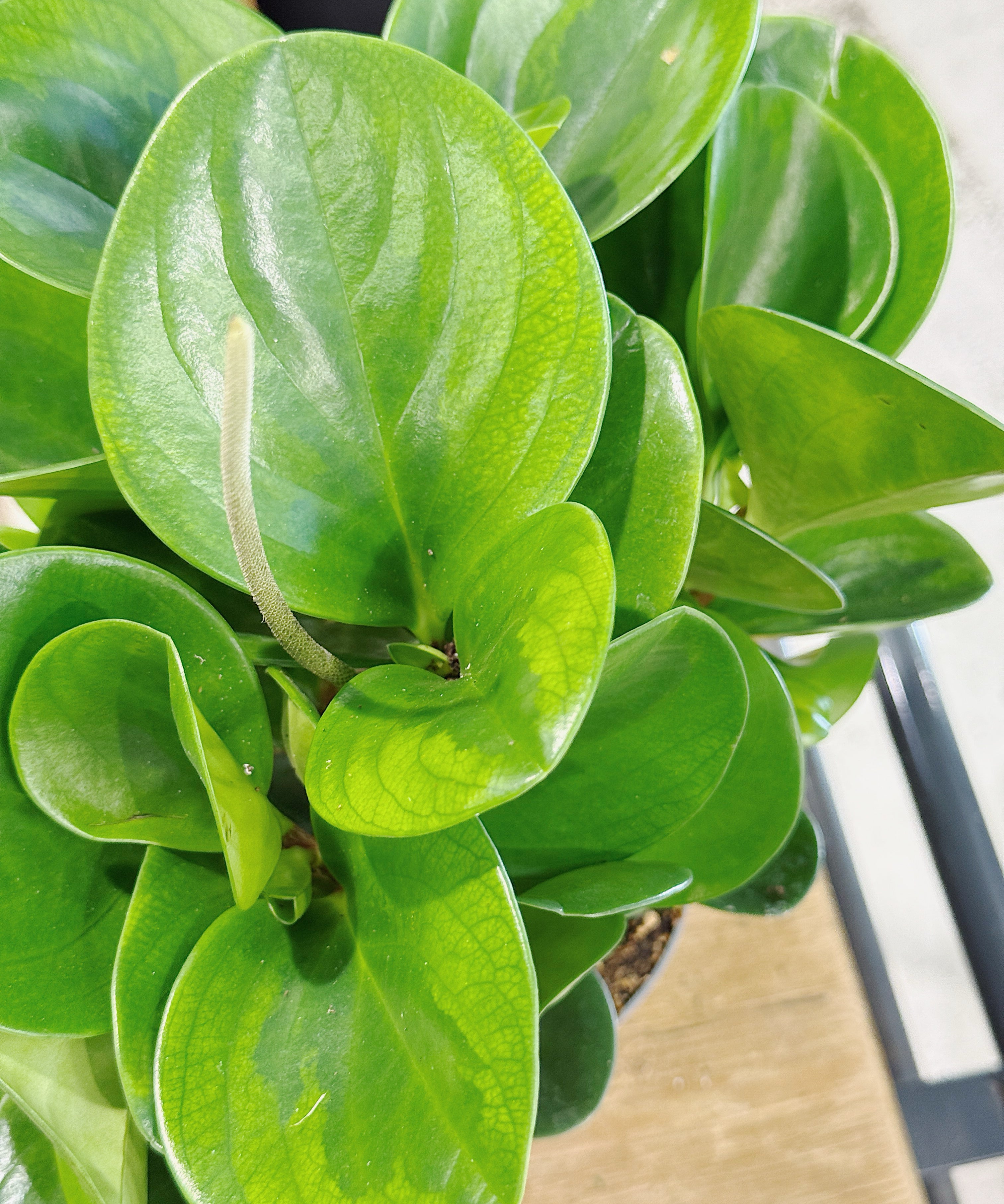 Peperomiacaperataobtusifolia_Lime.jpg
