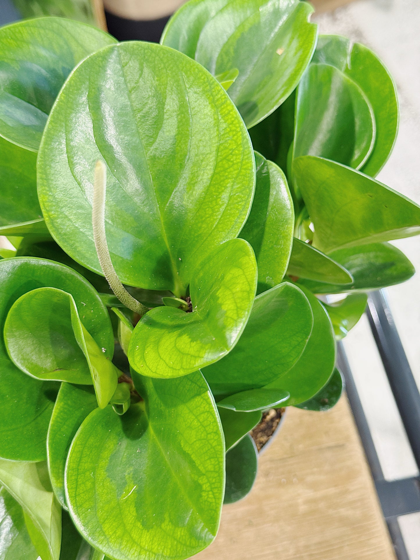 Peperomia caperata obtusifolia 'Lime'