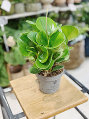 Peperomia caperata obtusifolia 'Lime' plant n plastic plant pot 