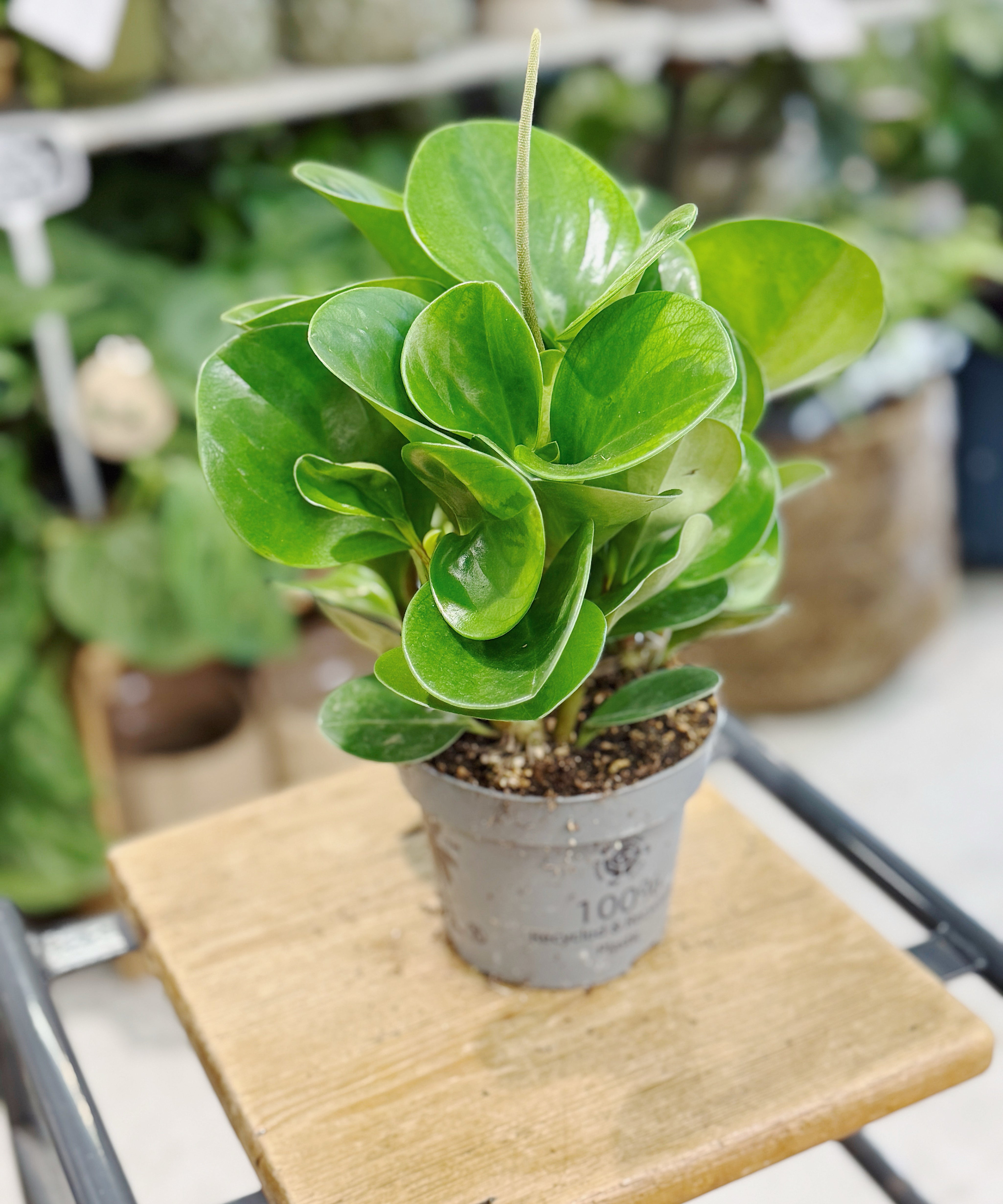 Peperomia caperata obtusifolia 'Lime' plant n plastic plant pot 
