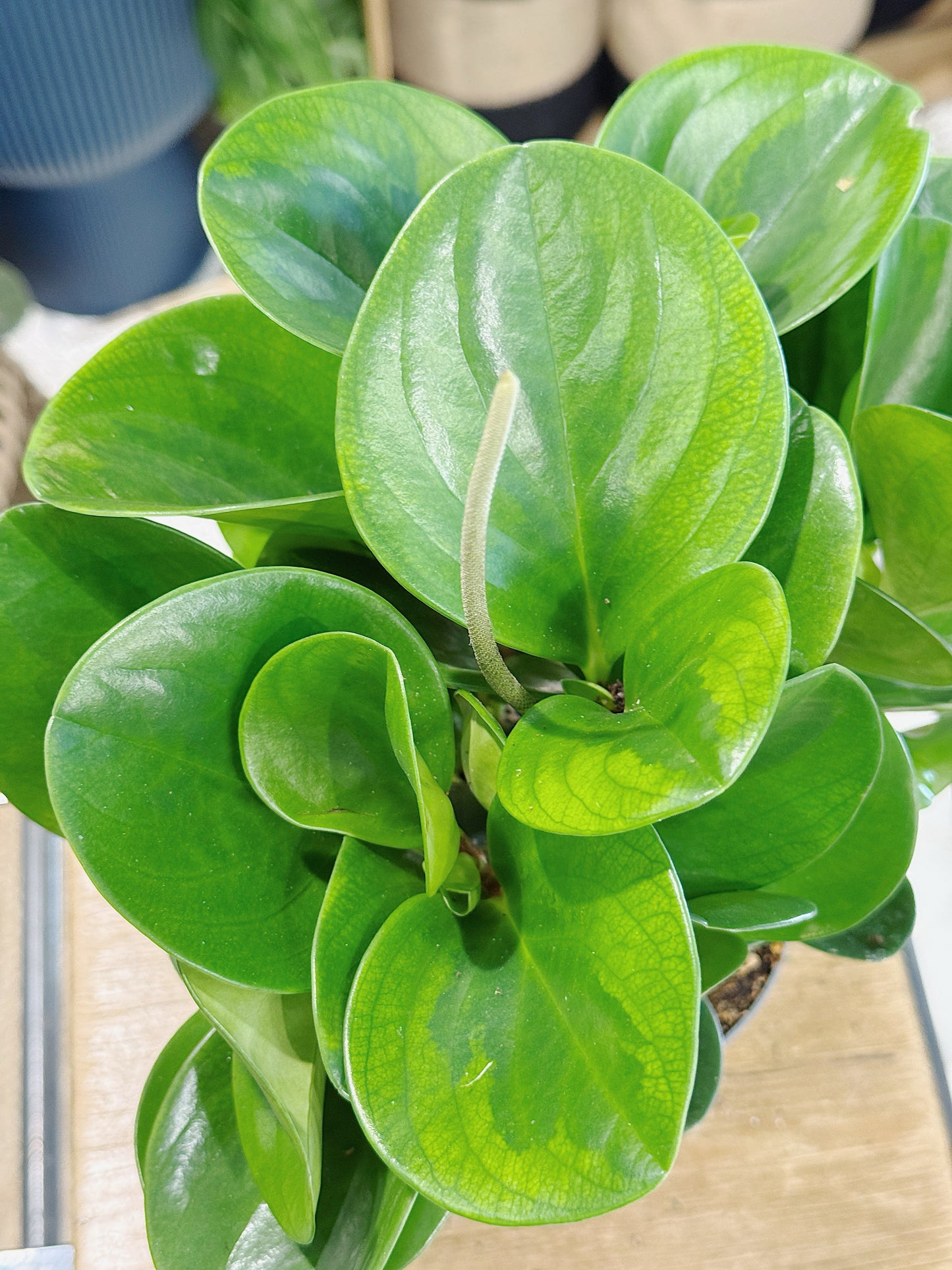 Peperomia caperata obtusifolia 'Lime'