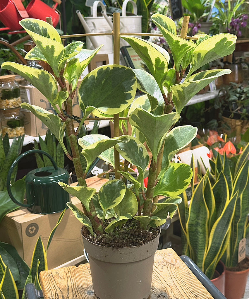 Peperomiaobtusifolia.jpg