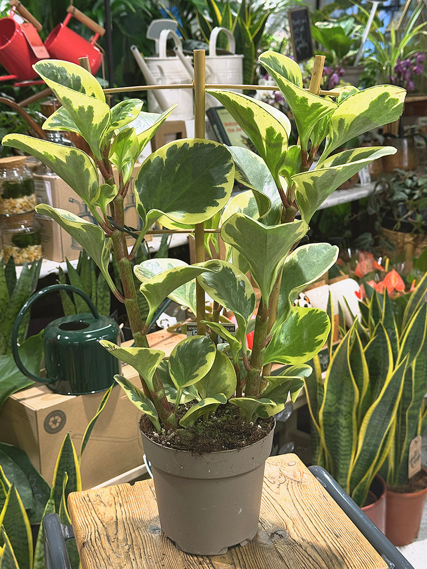 Variegated Baby Rubber Plant | Peperomia obtusifolia 'Obtipan Bicolor', cream and pink edged leaves