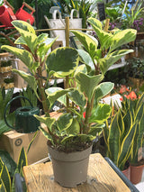 Variegated Baby Rubber Plant | Peperomia obtusifolia 'Obtipan Bicolor', cream and pink edged leaves