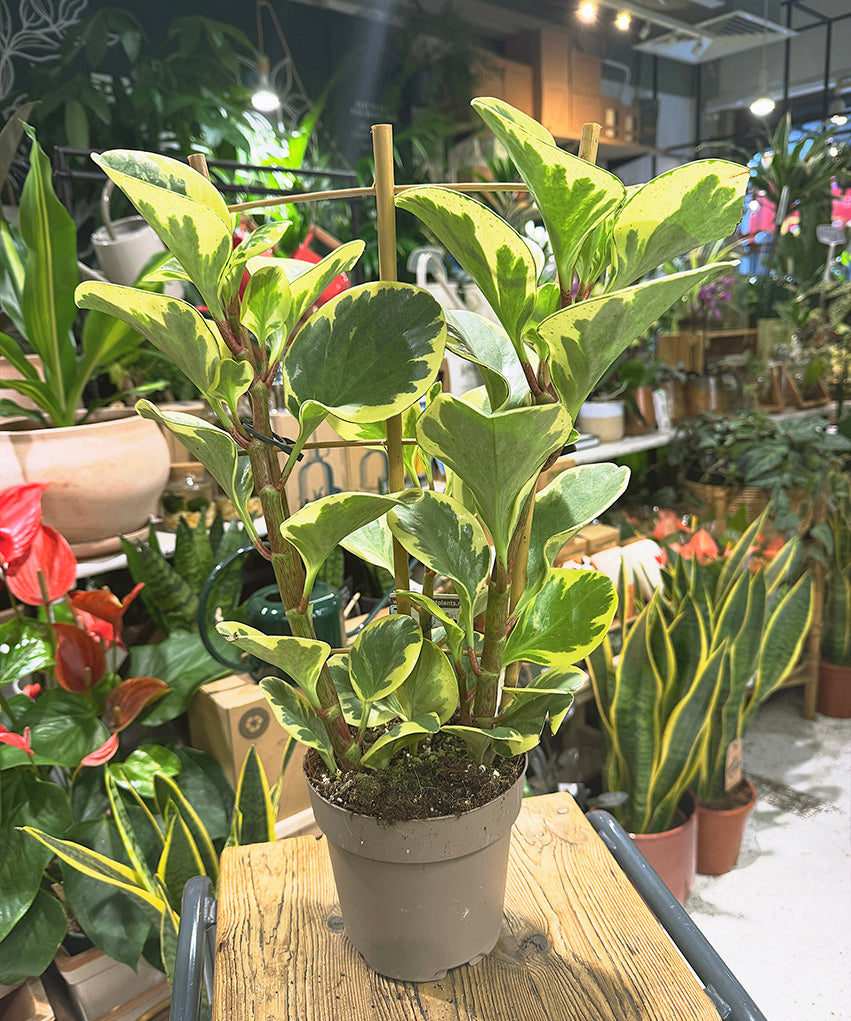 Peperomiaobtusifolia1.jpg