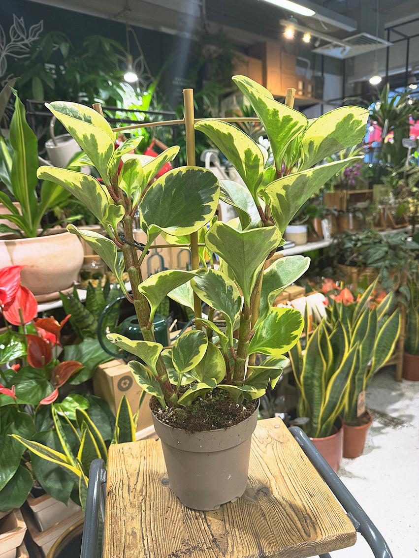 Variegated Baby Rubber Plant | Peperomia obtusifolia 'Obtipan Bicolor', cream and pink edged leaves