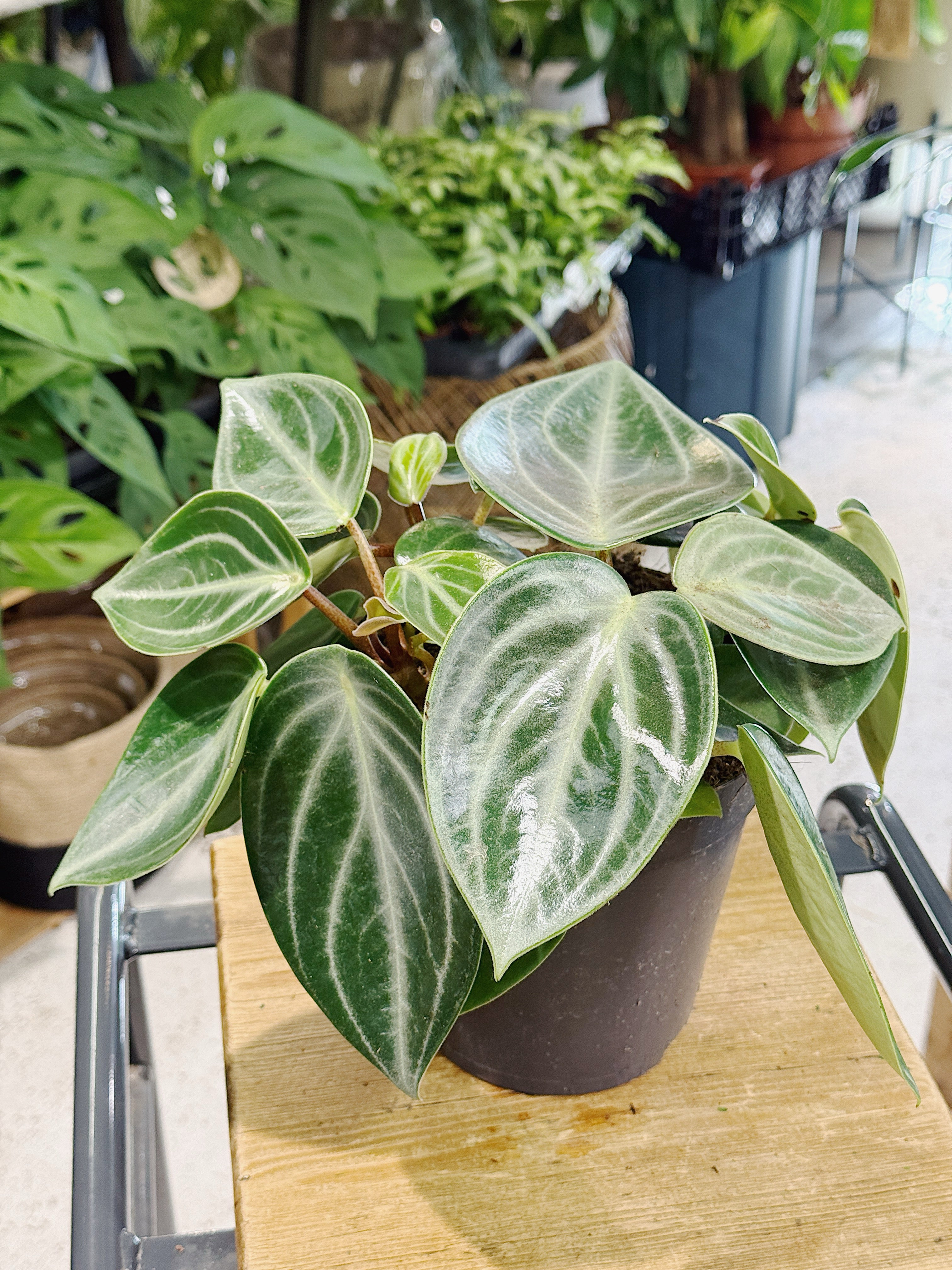 Peperomia sarcophylla