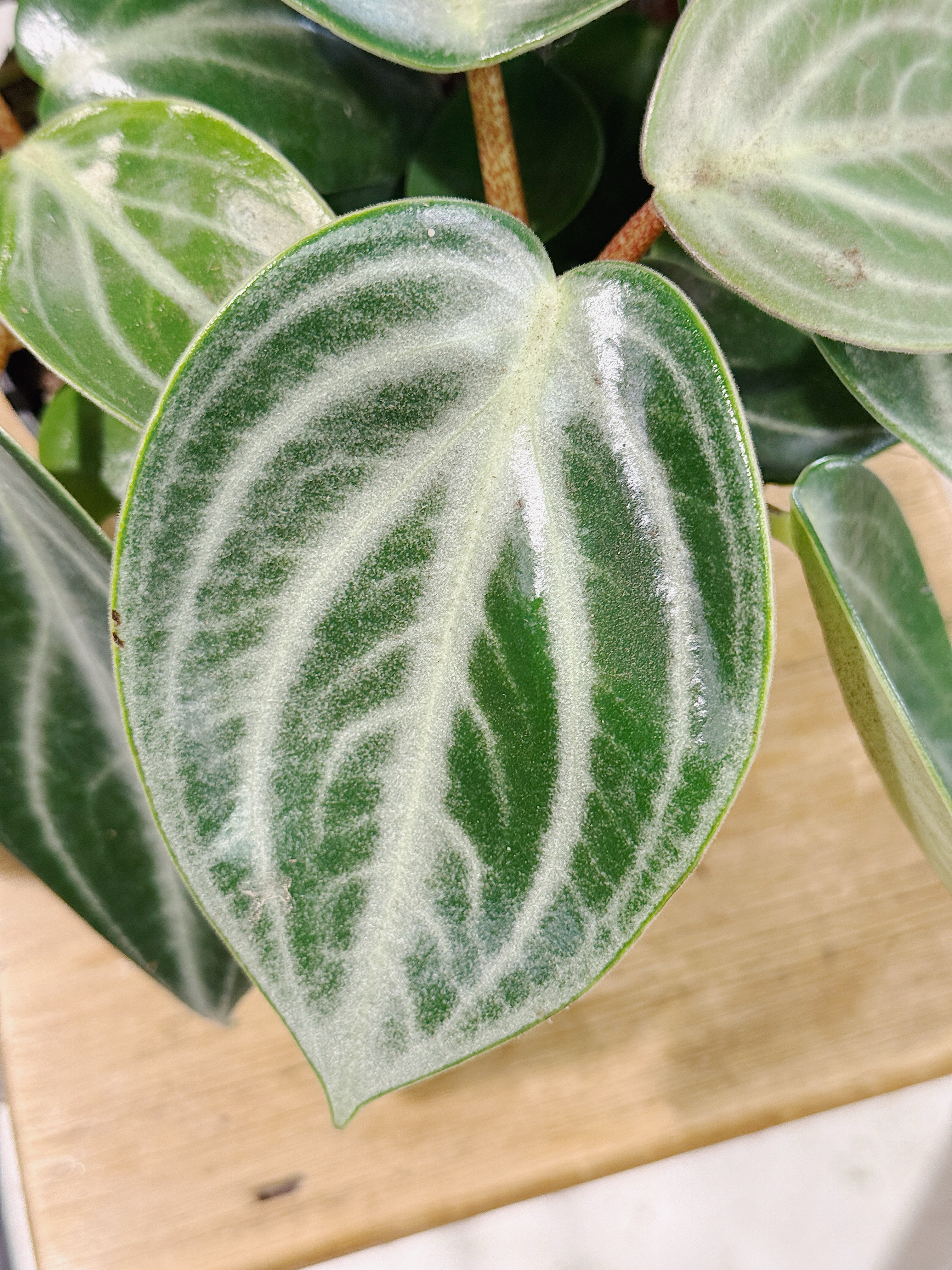 Peperomia sarcophylla