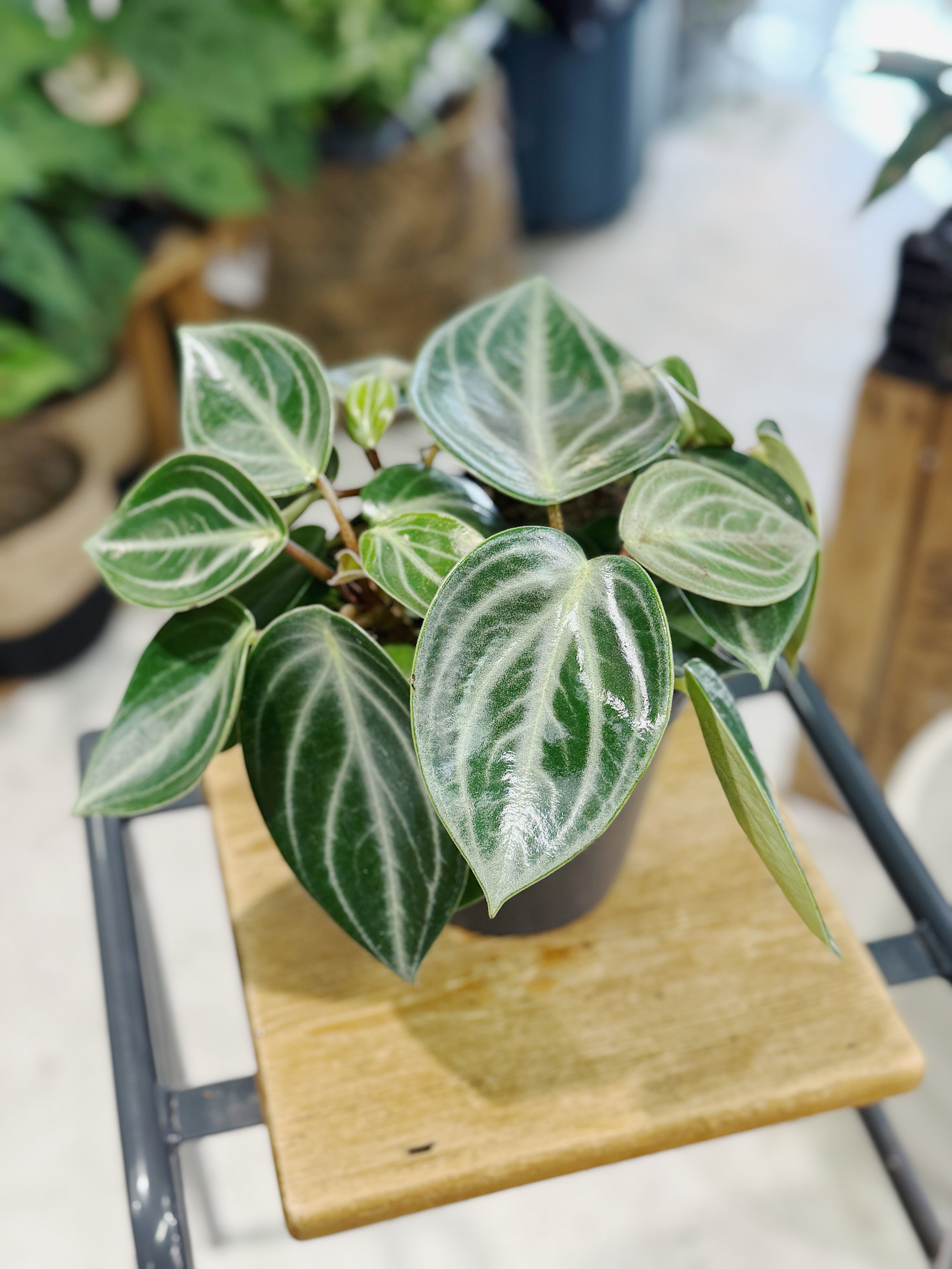 Peperomia sarcophylla