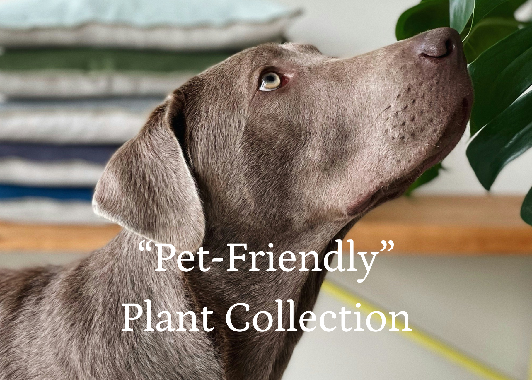 The Pet-Friendly Plant Collection