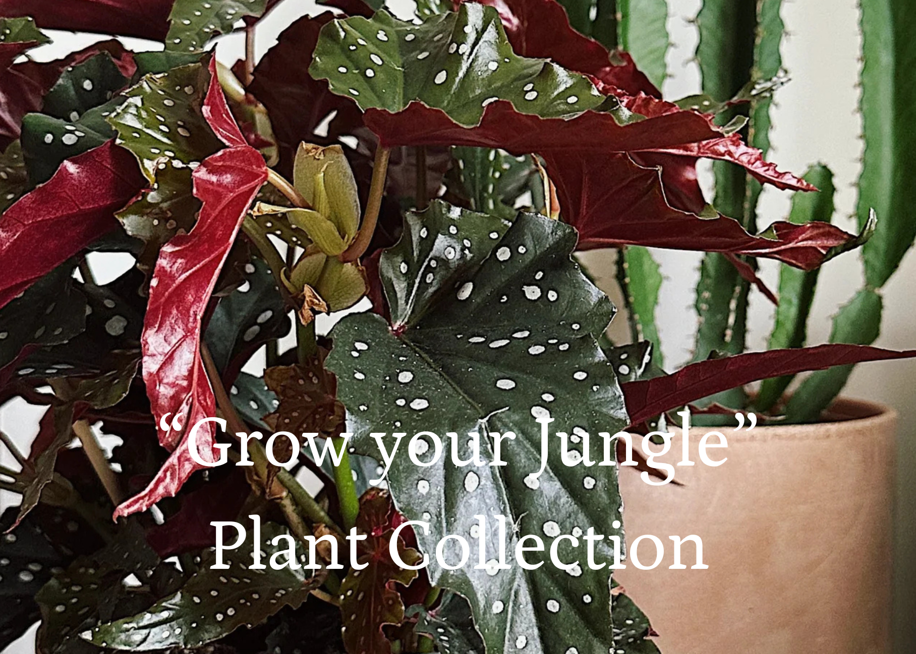 Grow Your Jungle Plant Collection