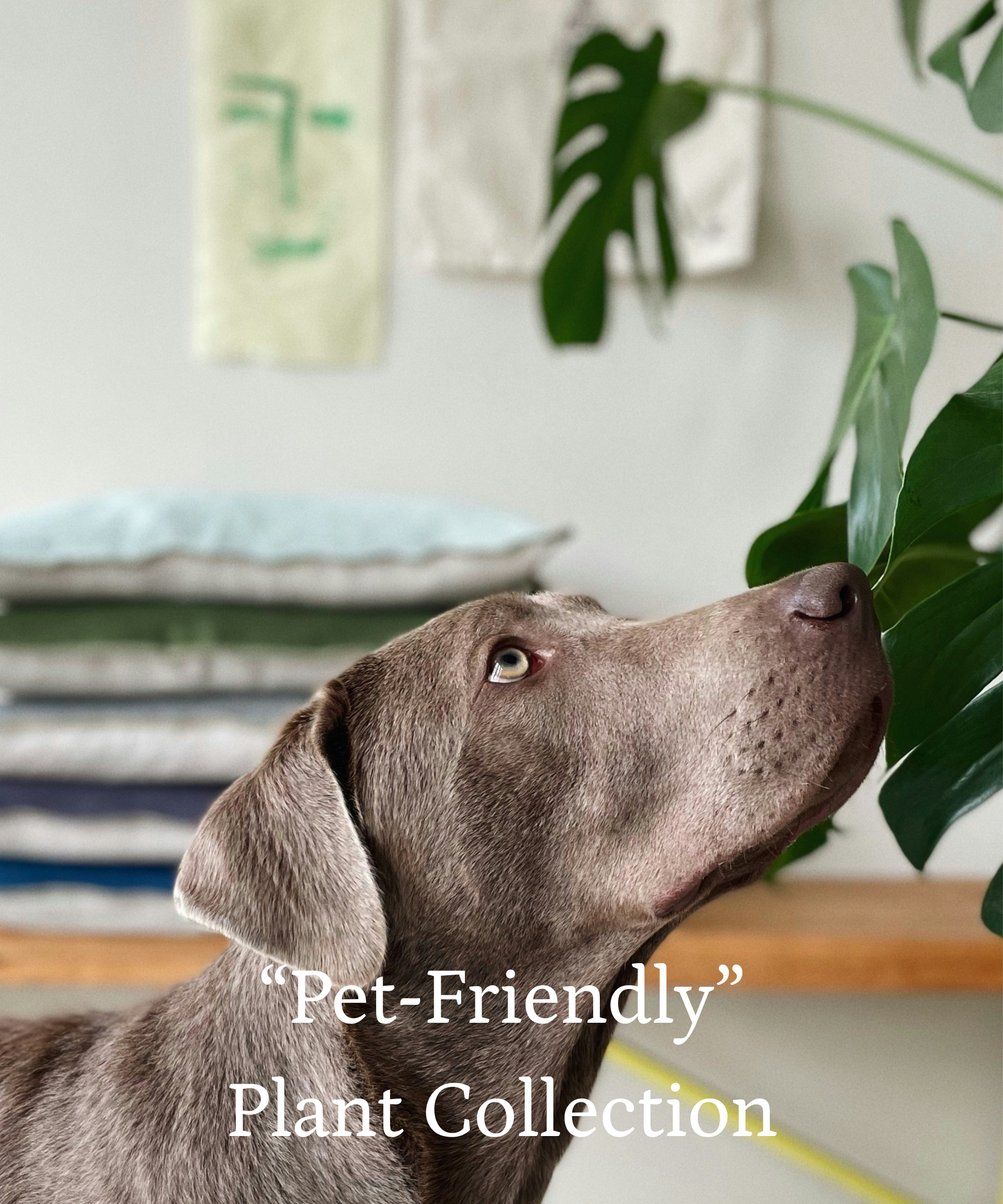 Pet-Friendly_Plant_Collection_172d0b2c-1697-4ca8-aa63-82f305812ecd.png