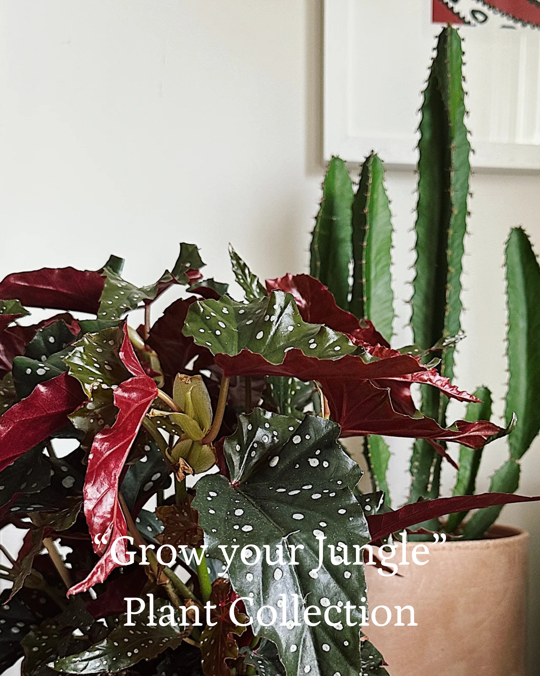 Houseplant Subscriptions