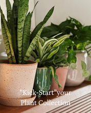 Kick-Start Your Plant Collection