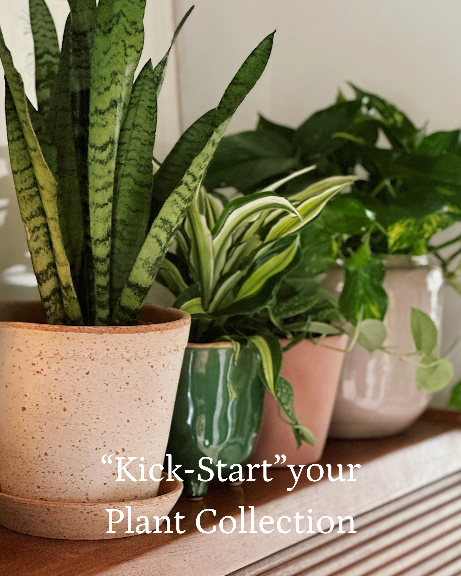 Easy Care Houseplants