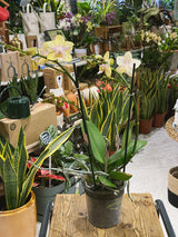Moth Orchid | Phalaenopsis Parfum de Provence 'Bolgheri Lemon', scented lemon blooms
