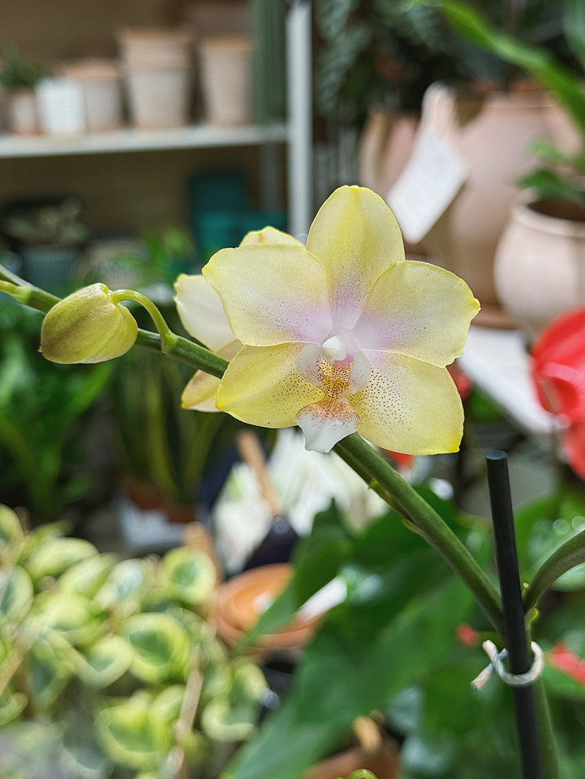 Moth Orchid | Phalaenopsis Parfum de Provence 'Bolgheri Lemon', scented lemon blooms
