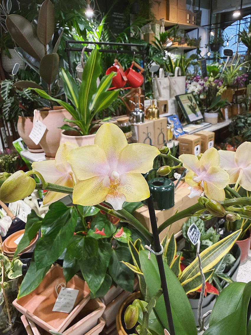 Moth Orchid | Phalaenopsis Parfum de Provence 'Bolgheri Lemon', scented lemon blooms