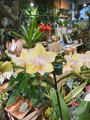 Moth Orchid | Phalaenopsis Parfum de Provence 'Bolgheri Lemon', scented lemon blooms